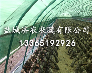 绿白膜