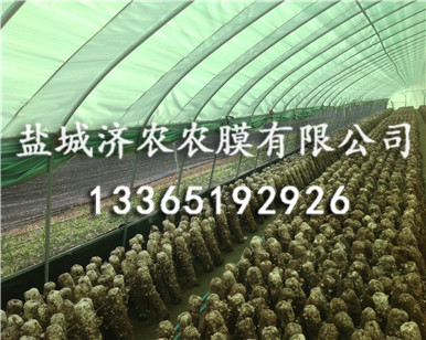 绿白膜