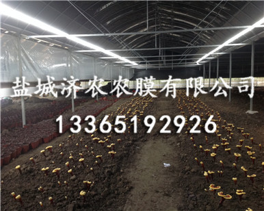 食用菌黑白膜