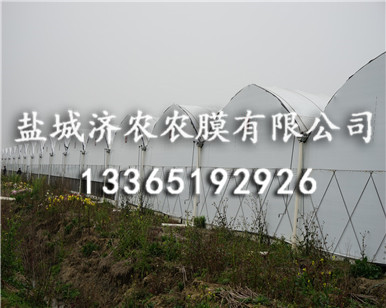 食用菌黑白膜