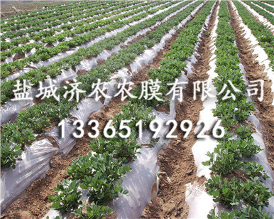 降解地膜价格