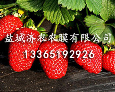 除草黑地膜