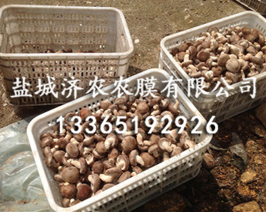 香菇绿白膜
